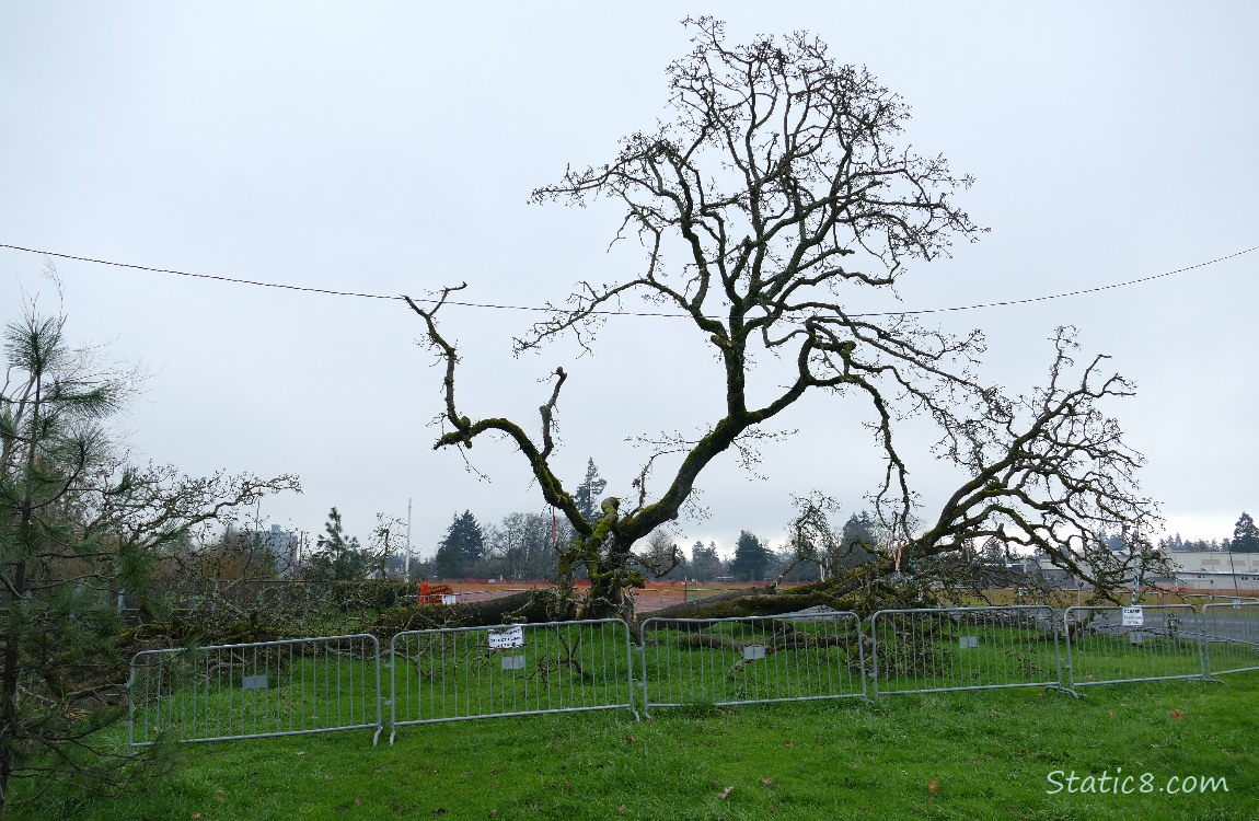 Fallen tree behind a temporary fence to keep people from danger