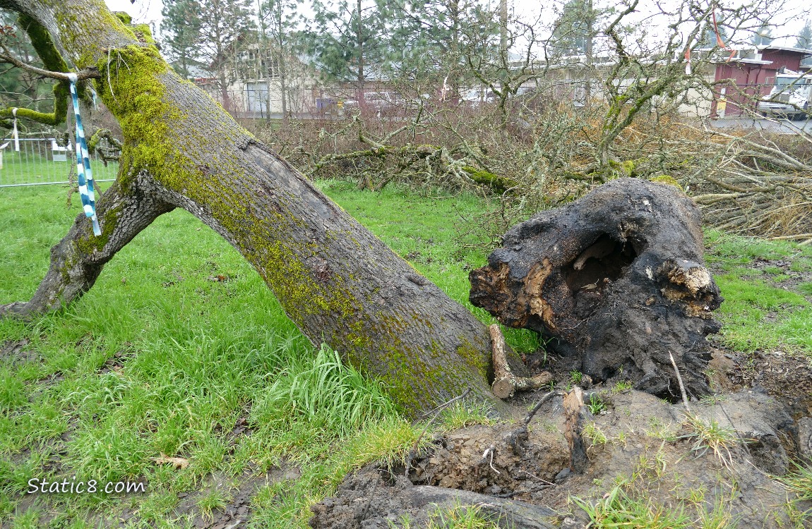 Fallen tree