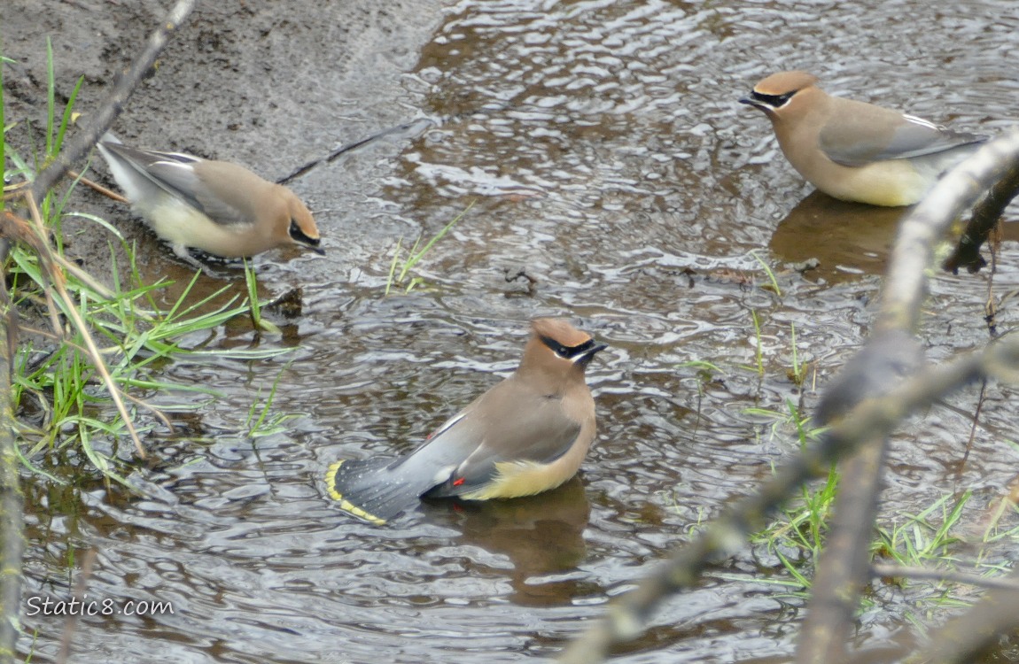 Three Cedar Waxwings in shallow water