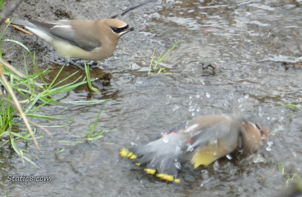 Cedar Waxwings in shallow water