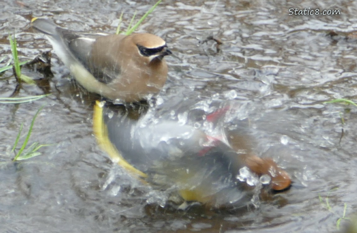 Cedar Waxwings in shallow water