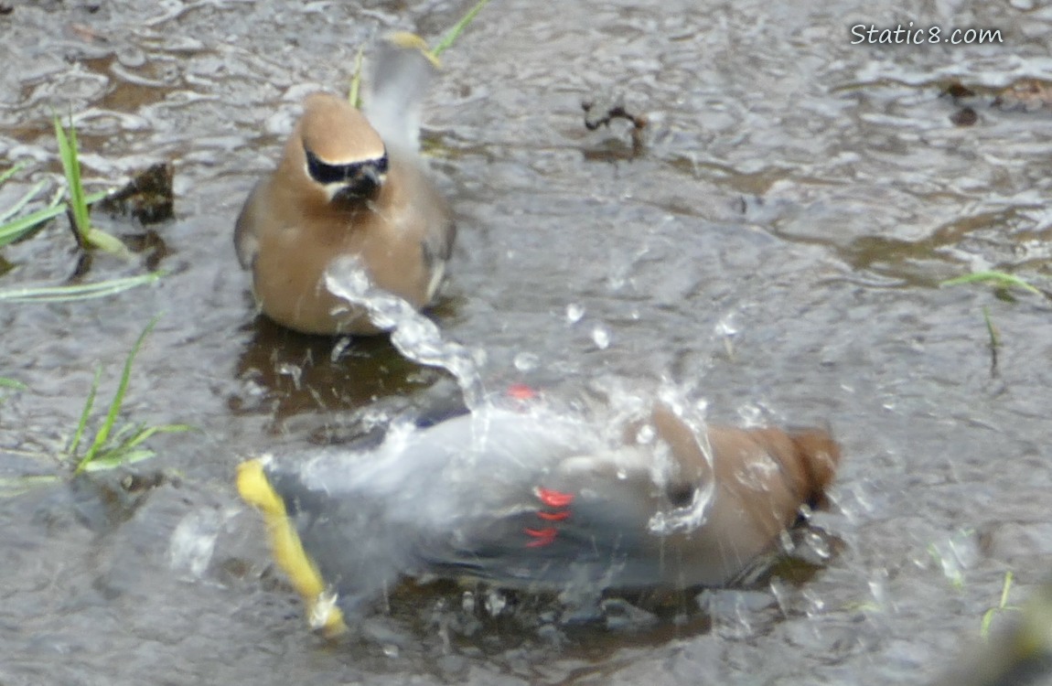 Cedar Waxwings in shallow water