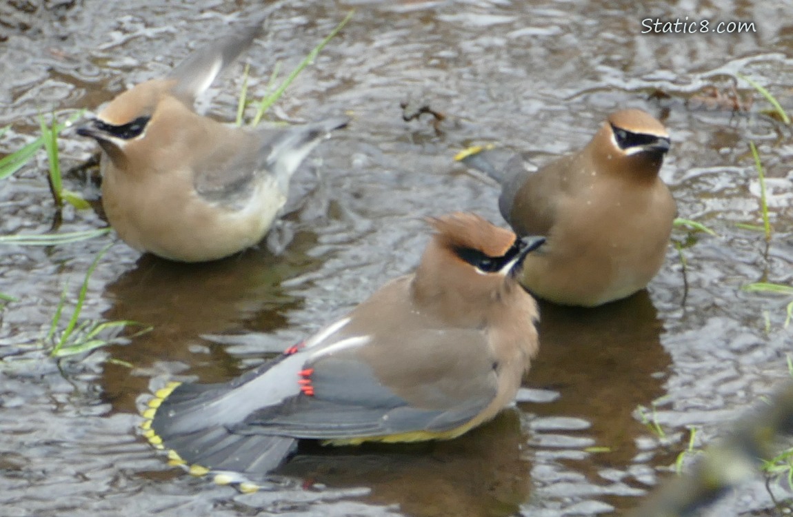 Cedar Waxwings in shallow water