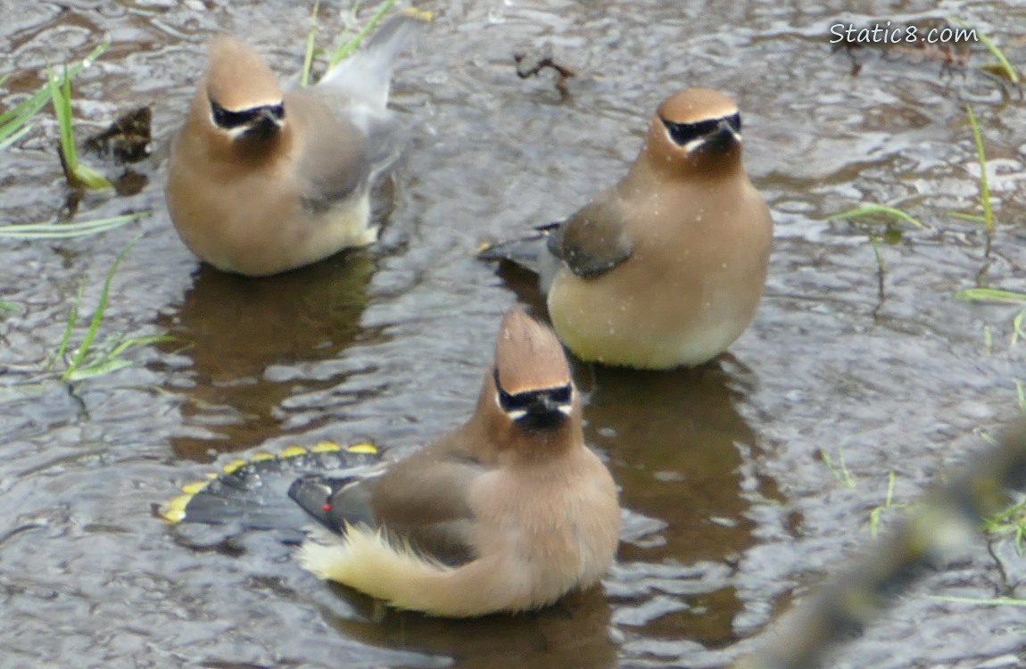 Cedar Waxwings in shallow water