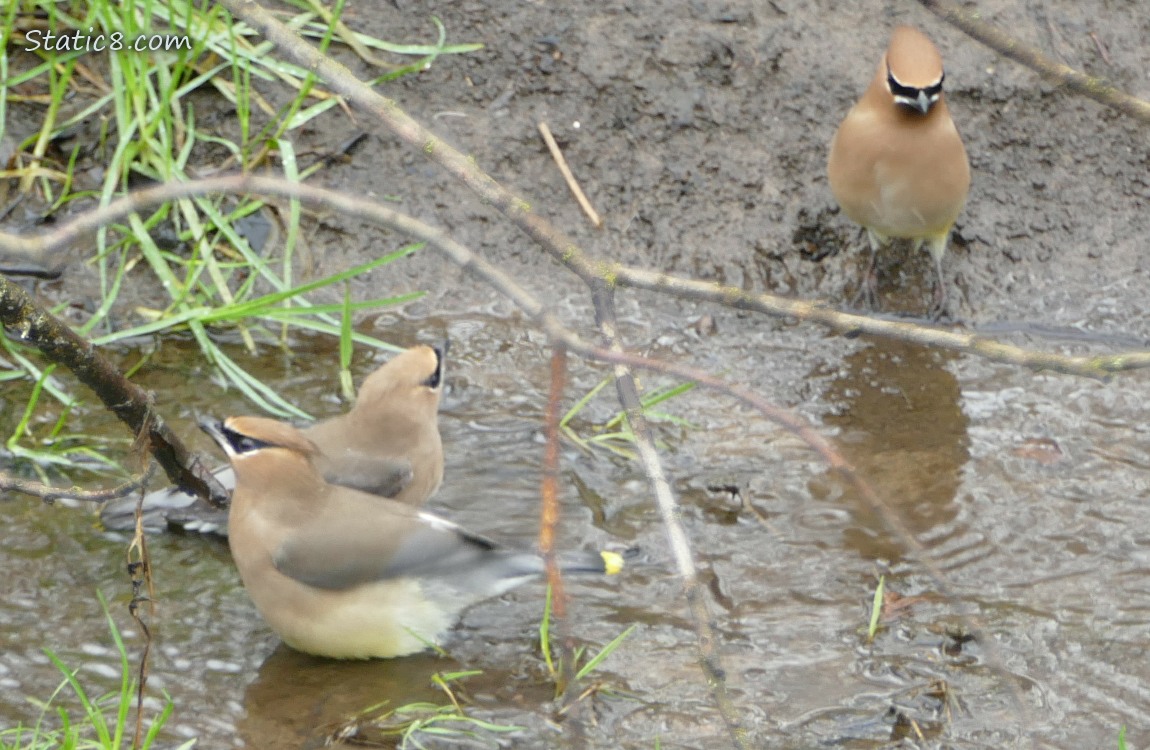 Three Cedar Waxwings in shallow water