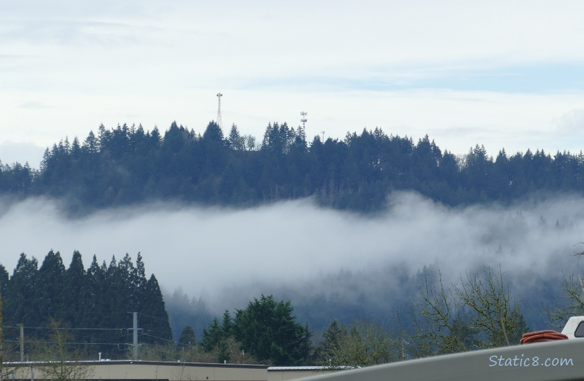 Foggy trees on the hill