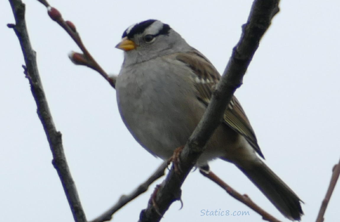 White Crown Sparrow standing on a twig