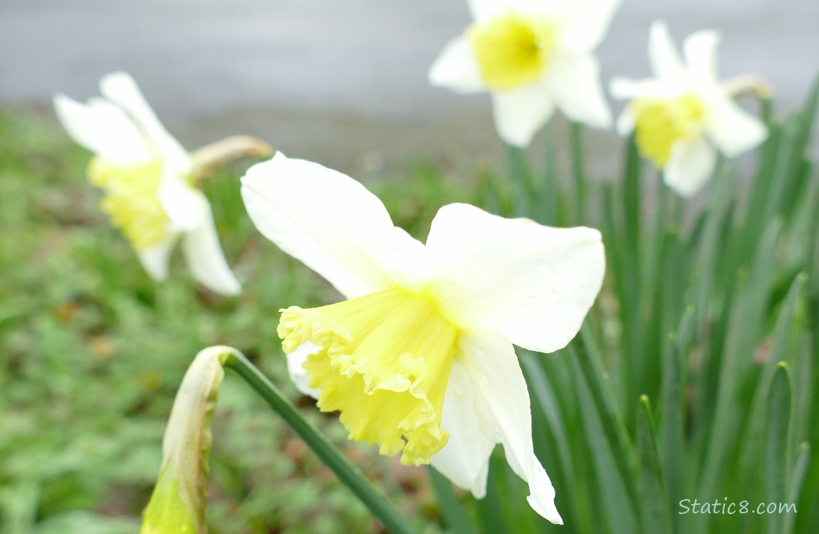 Dafodils