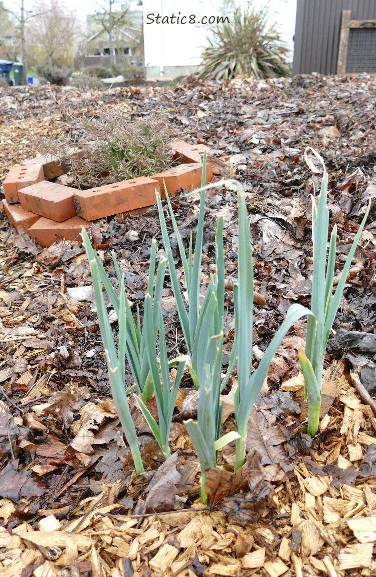 Leeks and a brick enclosed small shrub