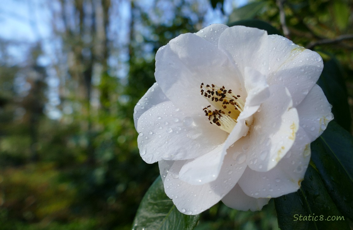 pink Camellia bloom