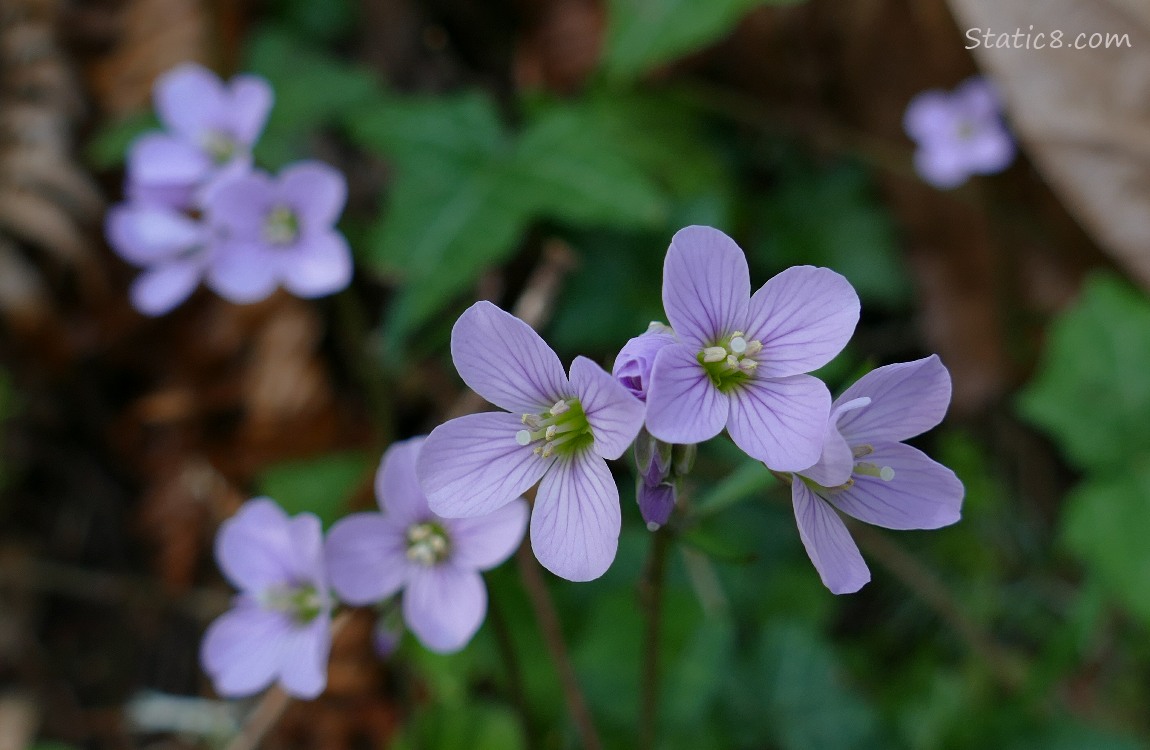 small purple flowers