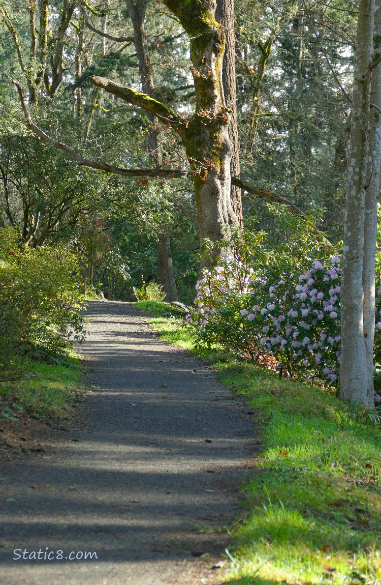 Rhododendrons down the path thru the forest