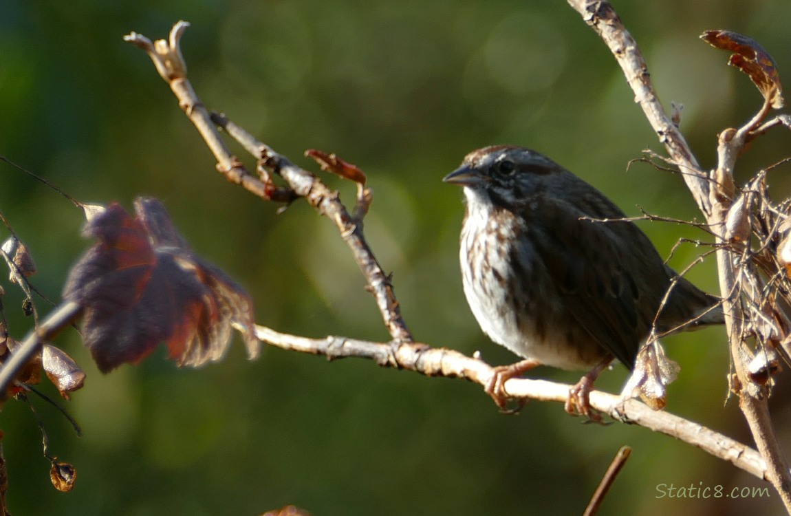 Song Sparrow standing on a twig