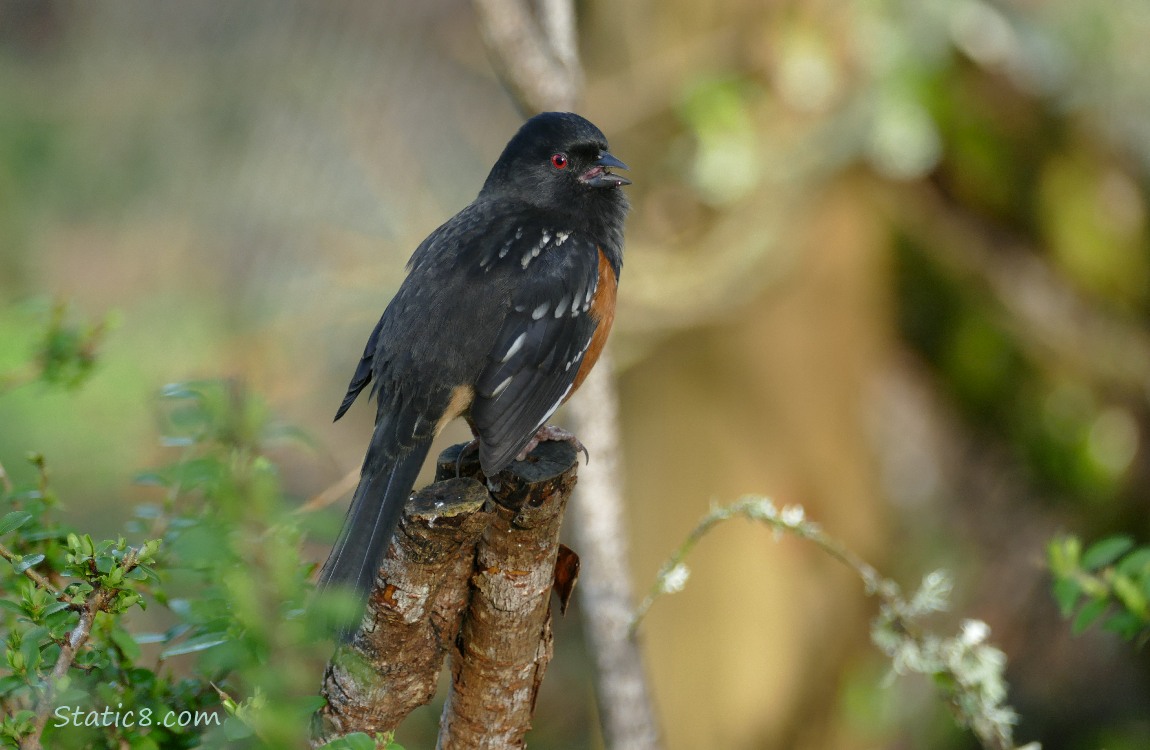 Spotted Towhee singing on a branch