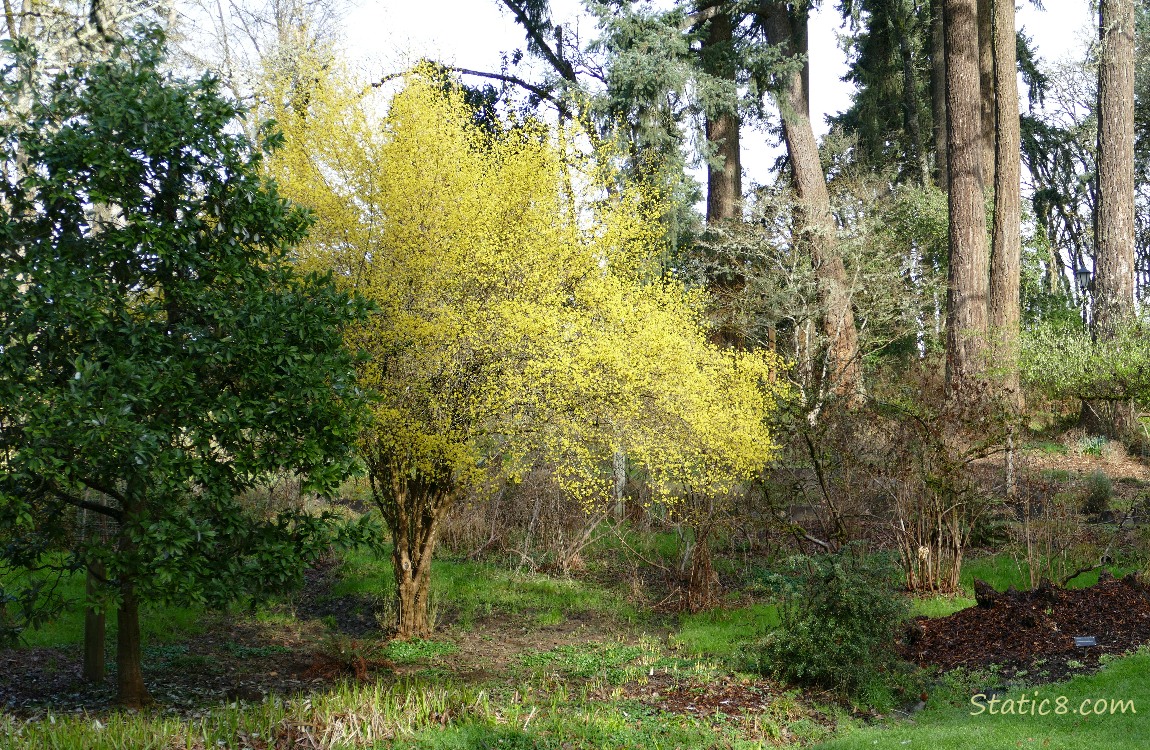 Yellow tree