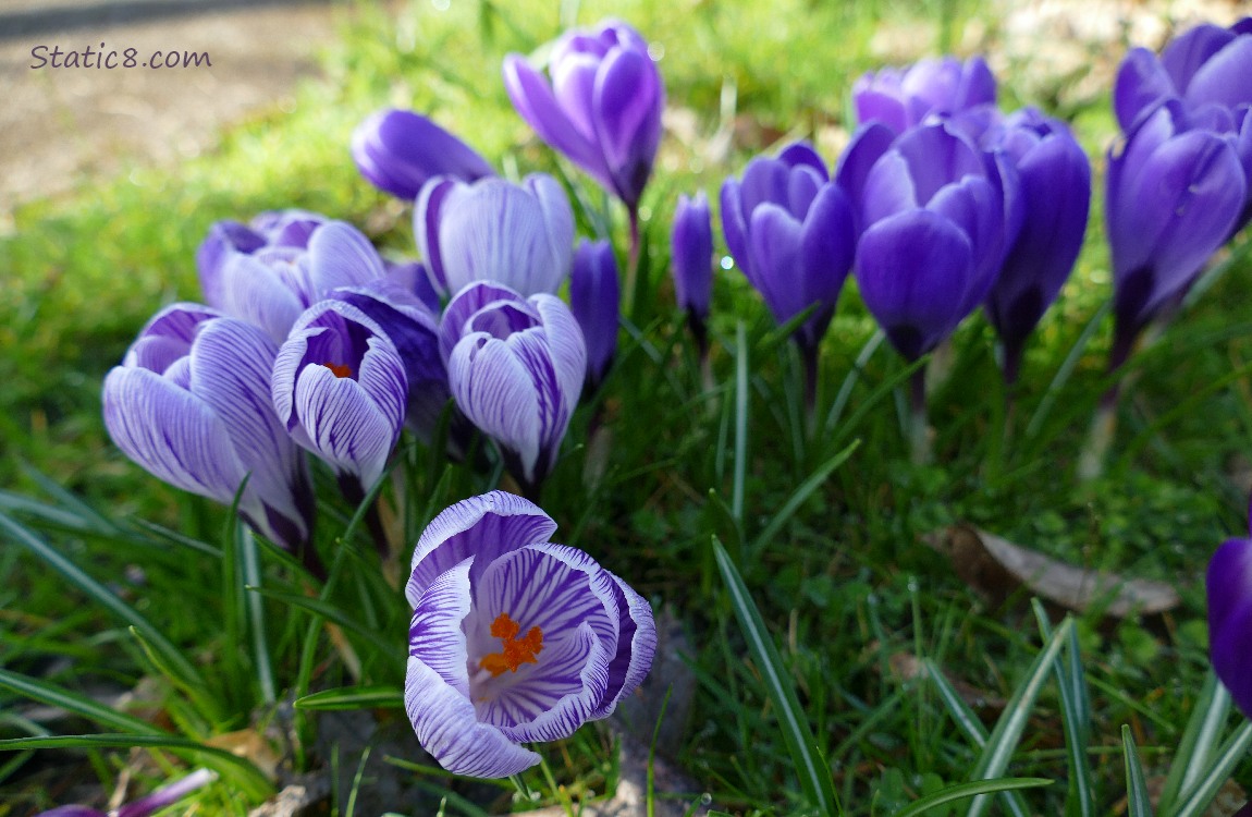 Crocus blooms