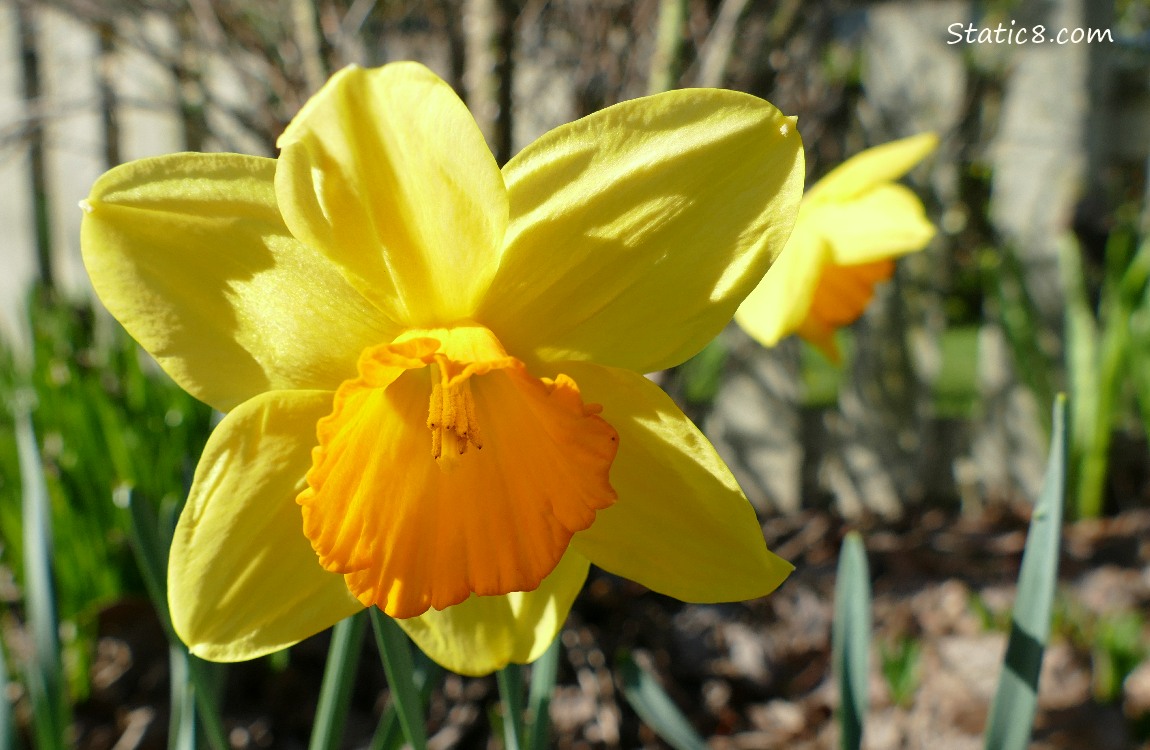 Daffodils