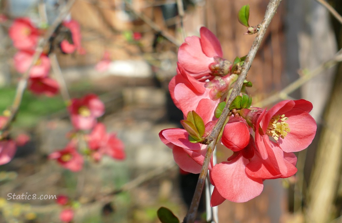 Flowering Quince blooms