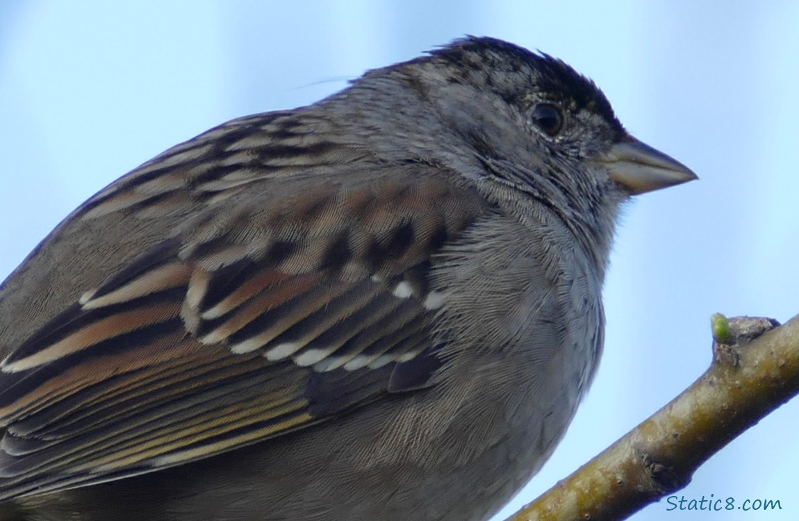 Close up of a Golden Crown Sparrow