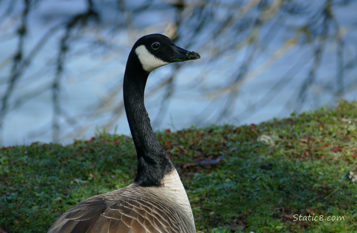 Canada Goose