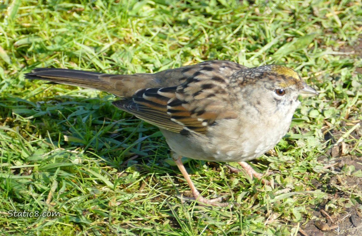 Golden Crown Sparrow standing in the grass