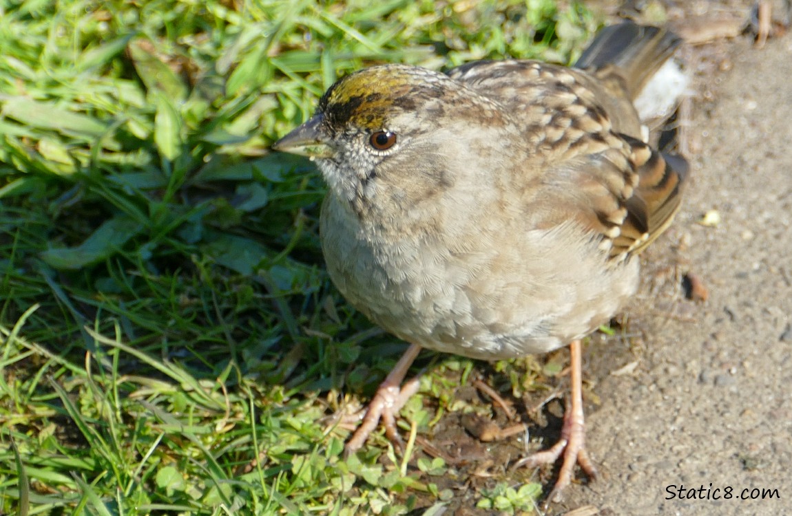 Golden Crown Sparrow standing in the grass