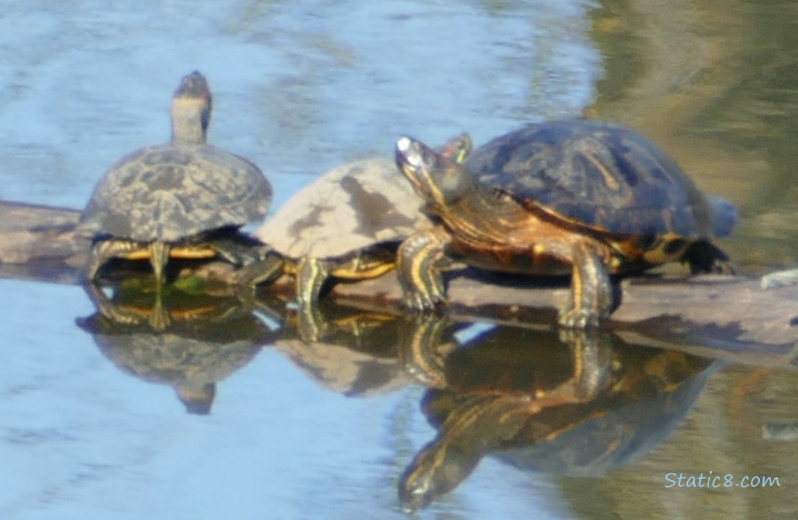 Red Ear Sliders on a log in the water