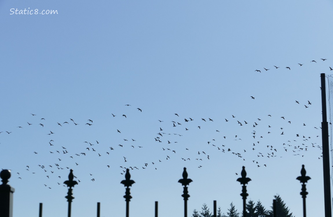 Geese in the sky