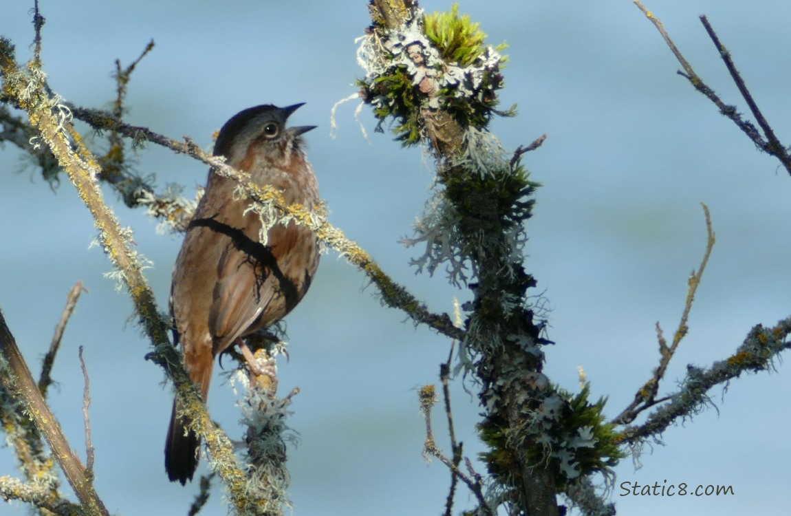 Song Sparrow standing on mossy twig