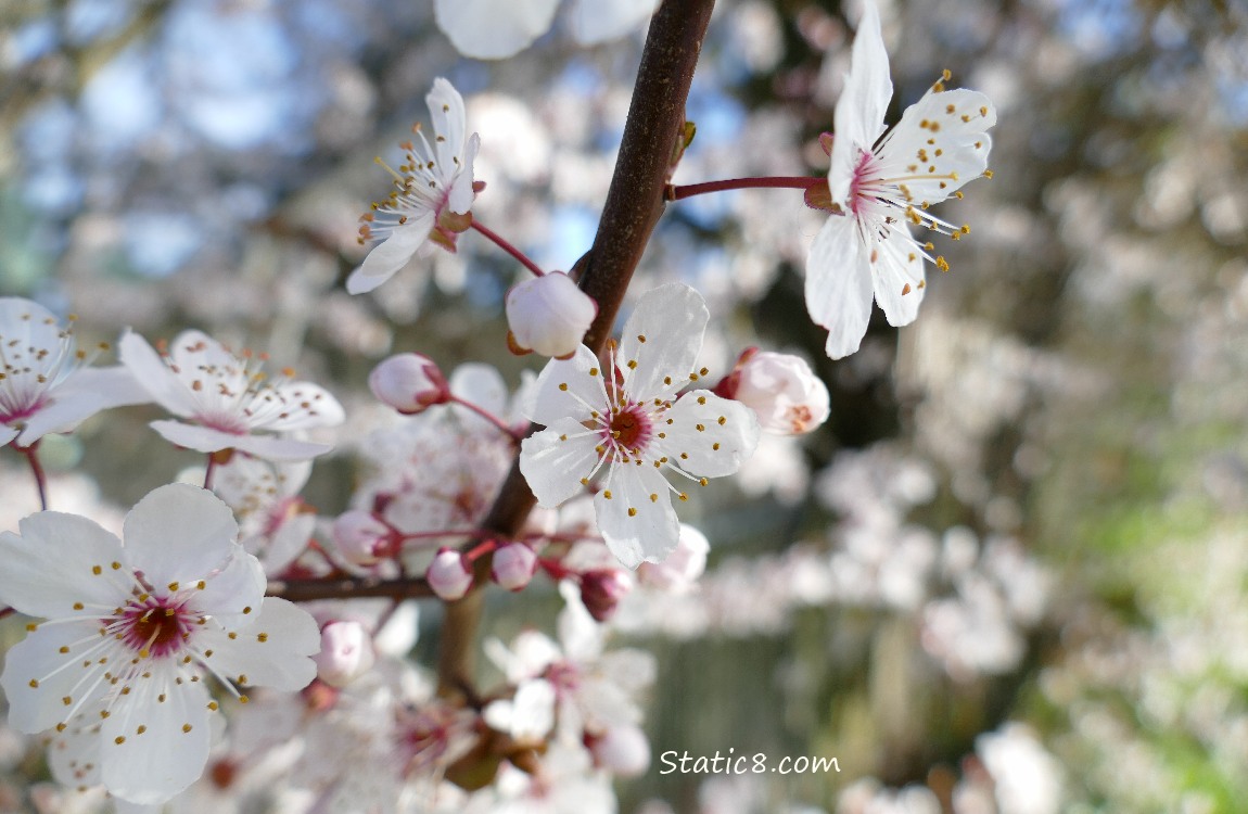 Cherry Blossoms