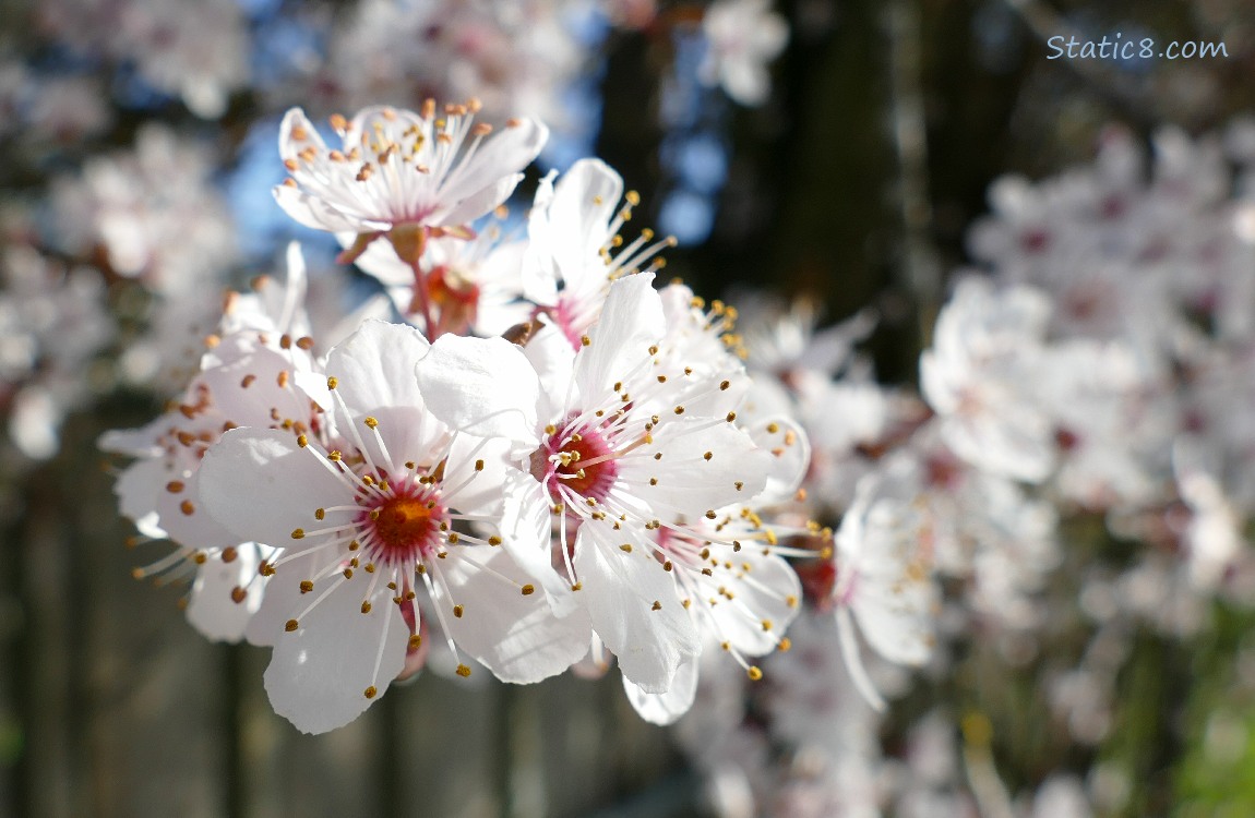 Cherry Blossoms