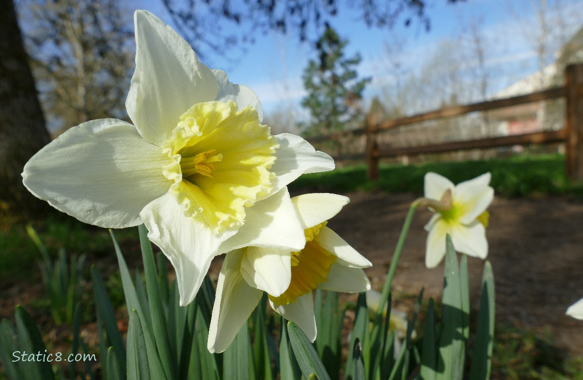 Daffodils