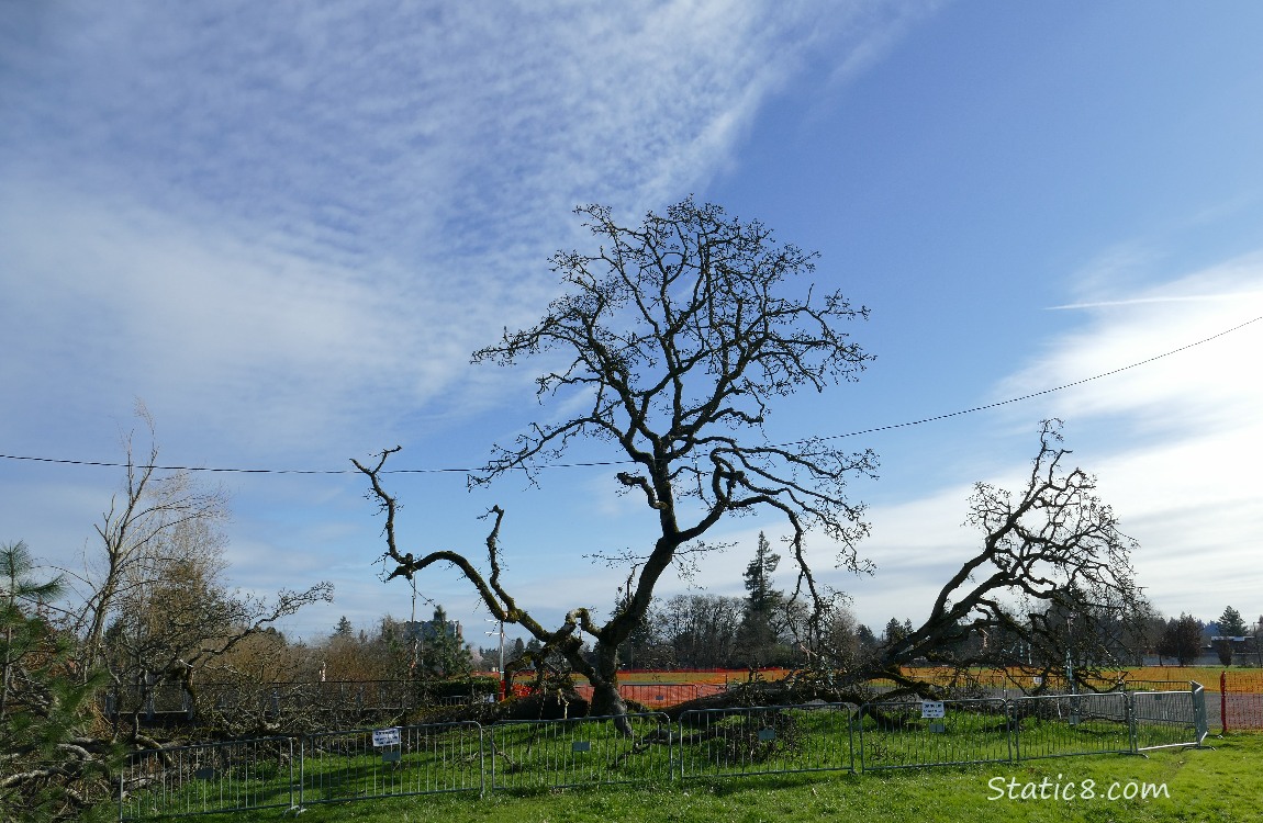 Fallen Leaning Tree