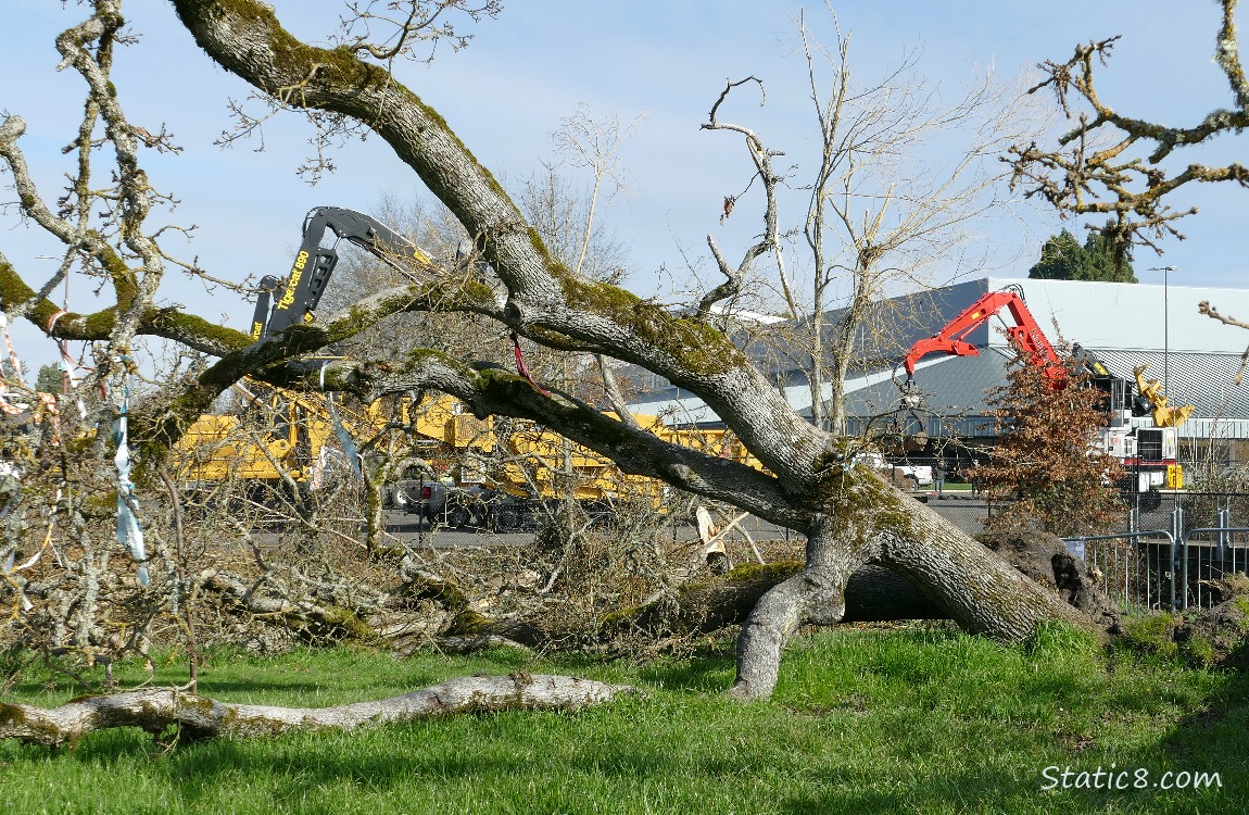 Logging machines behind the fallen Leaning Tree