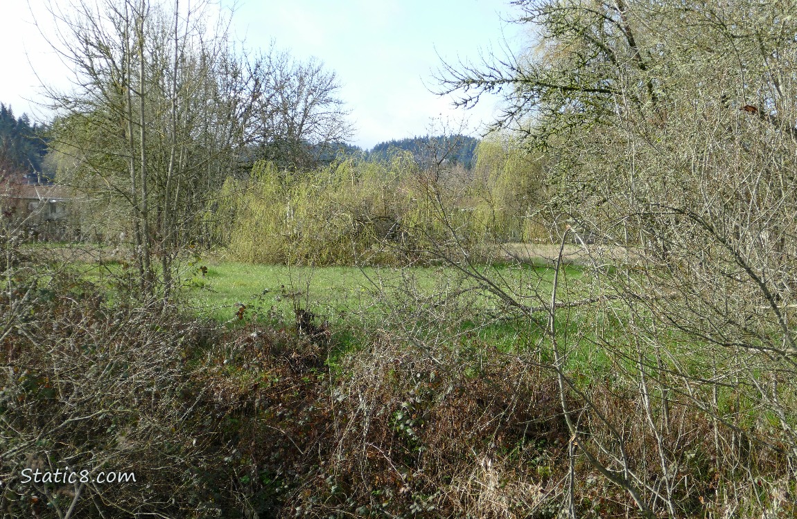 fallen willow tree