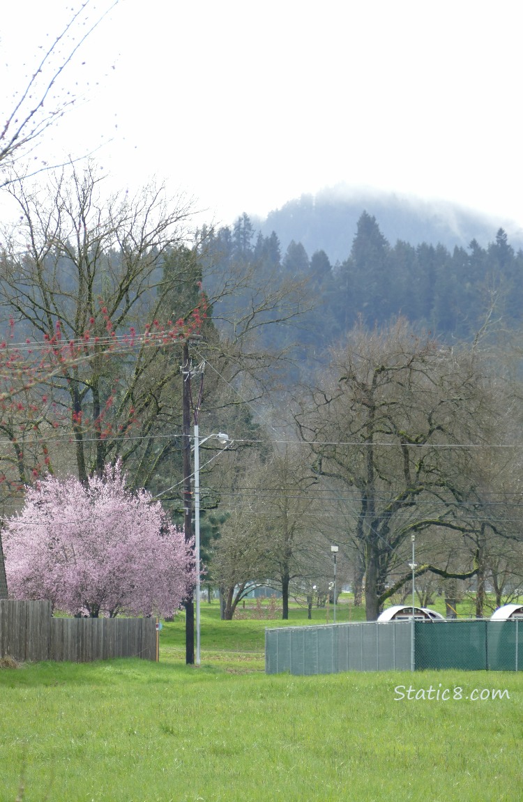 Fog on the hill