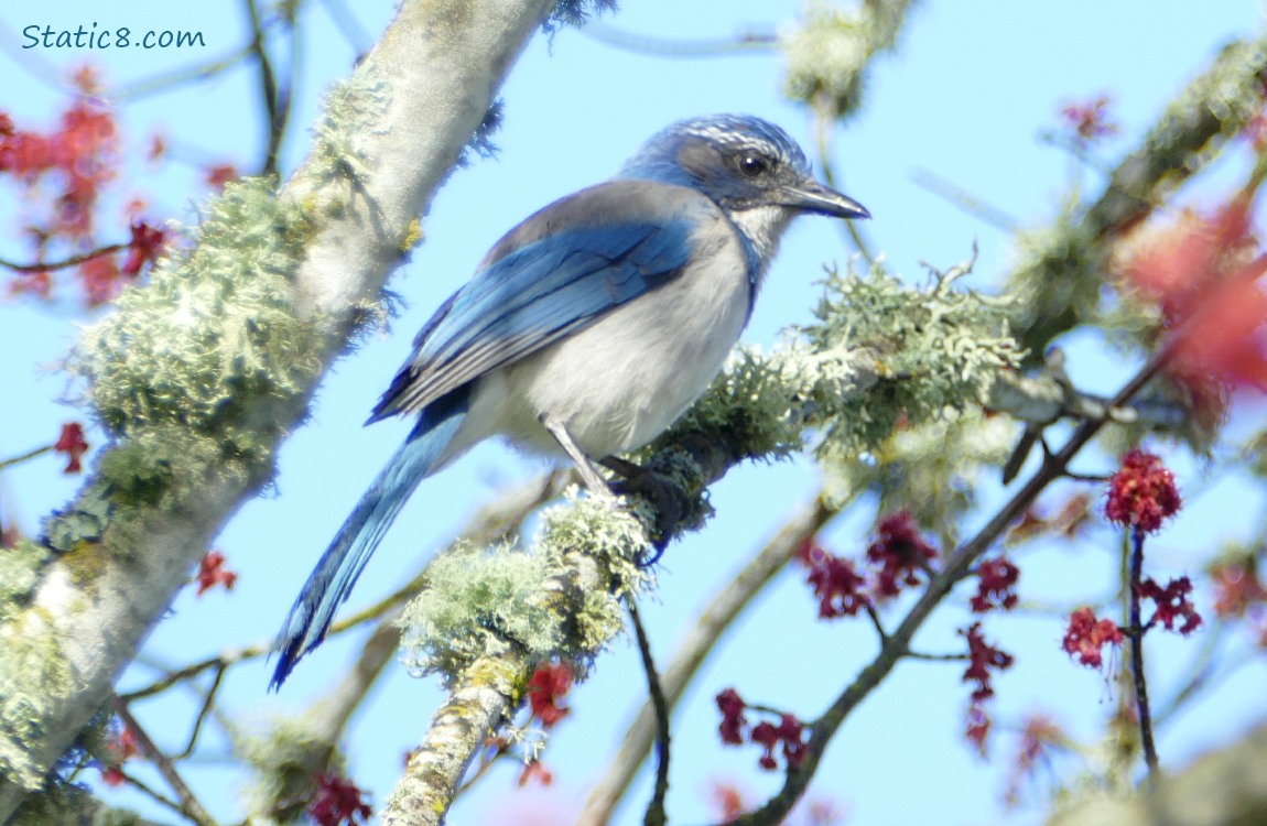 Scrub Jay up on a mossy twig