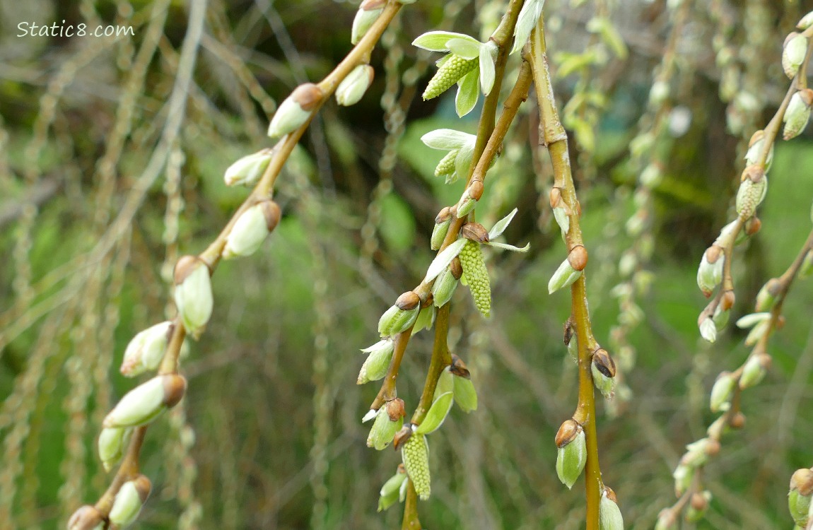 Willow catkins