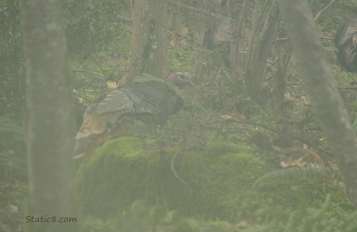 Fogged up photo of the forest