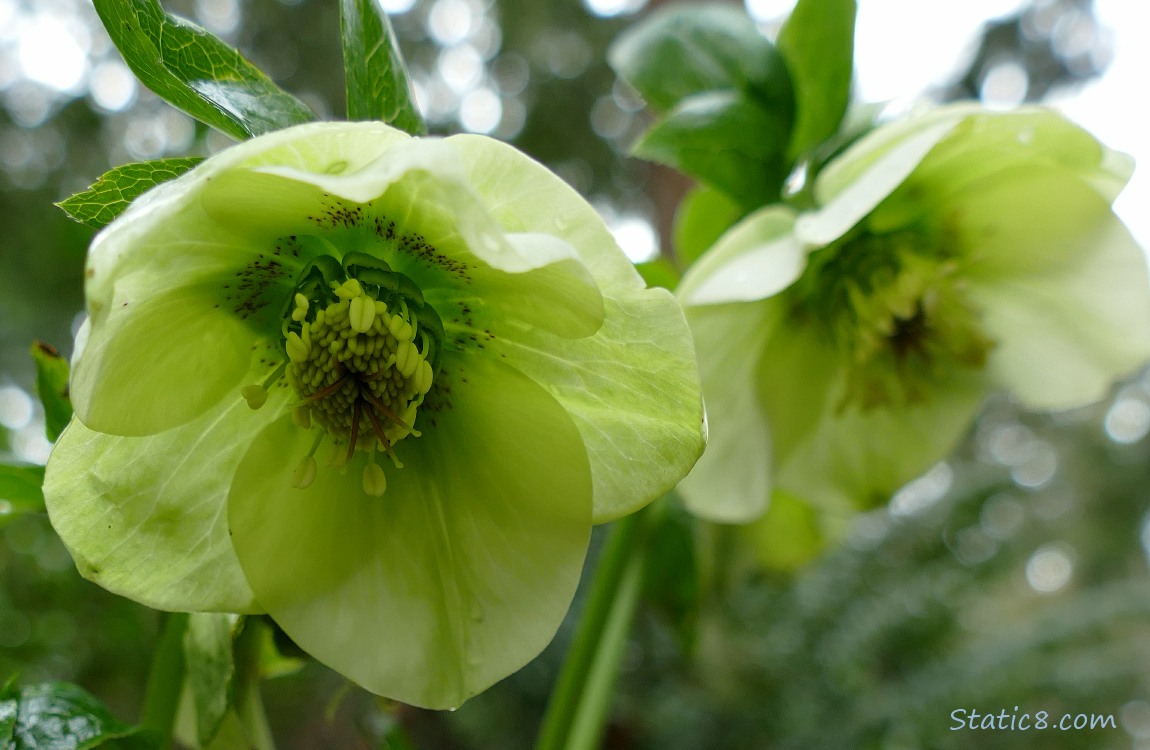 Yellow Lenten Roses