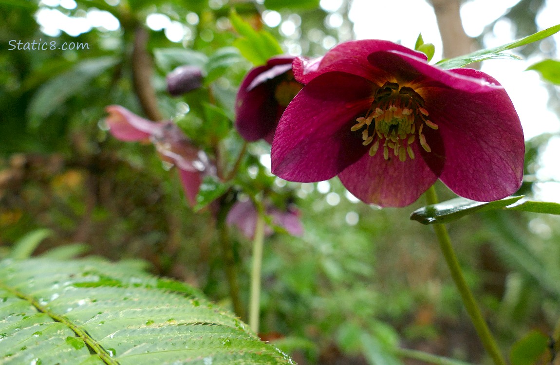 Red Violet Lenten Roses in the forest