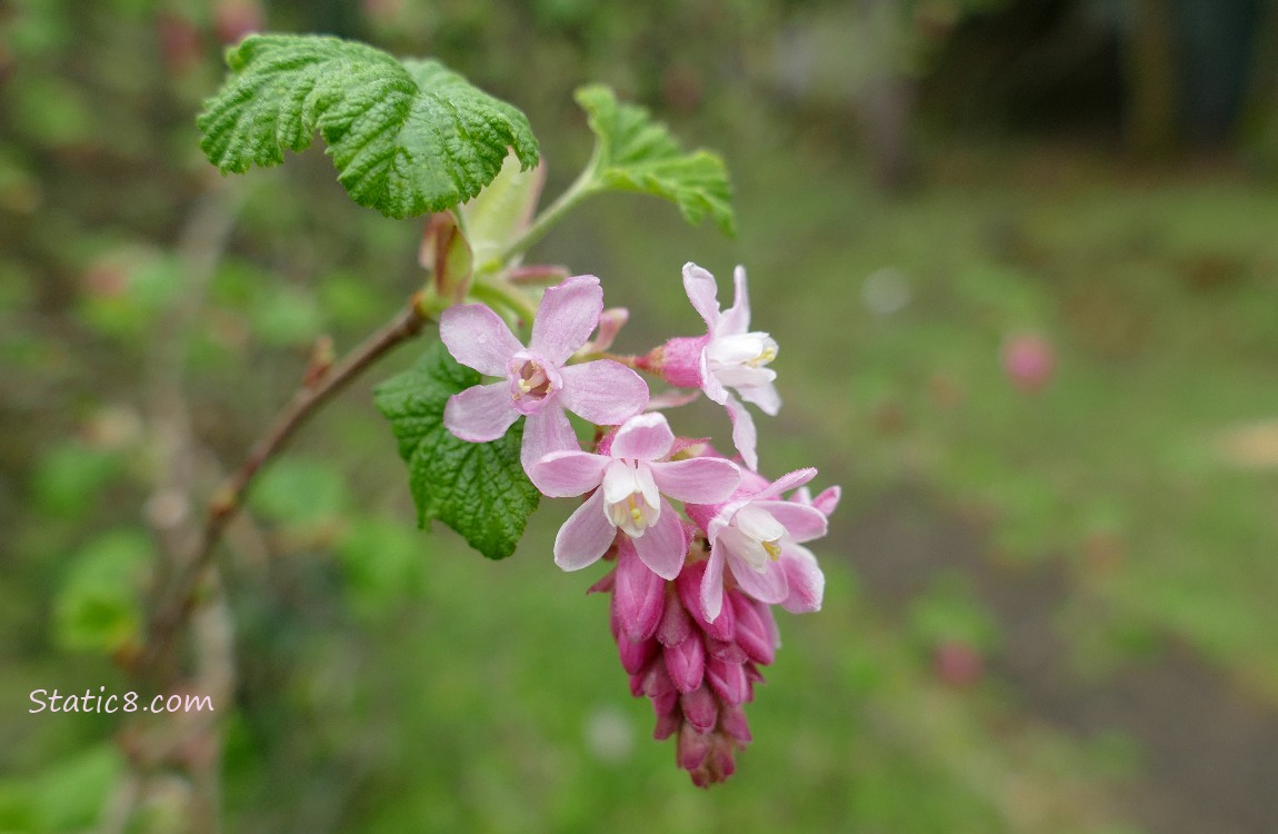 Red Flowering Currant blooms