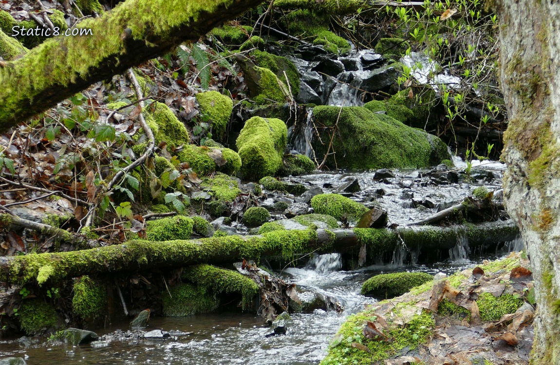 Waterfall with rocks and mossy tree trunks