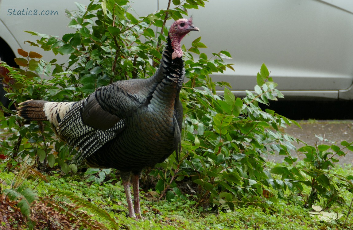 Wild Turkey