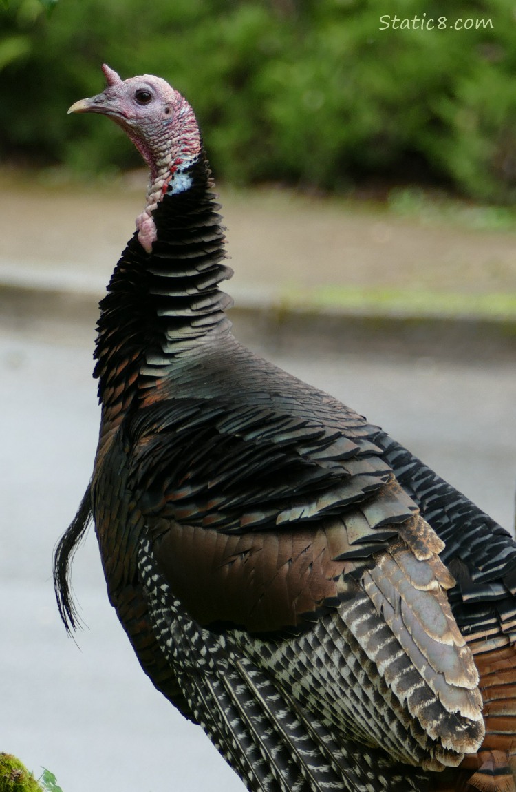 Wild Turkey