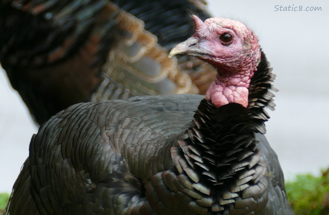 Close up of a male Wild Turkey