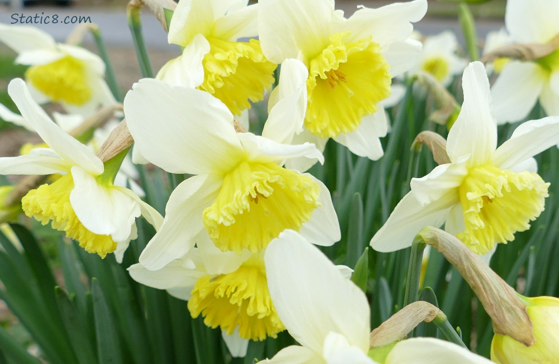 Daffodil blooms