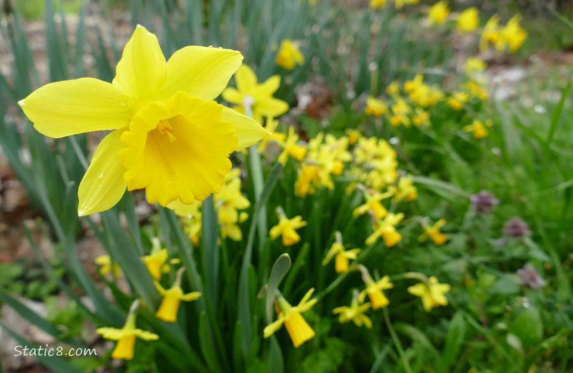 Daffodils