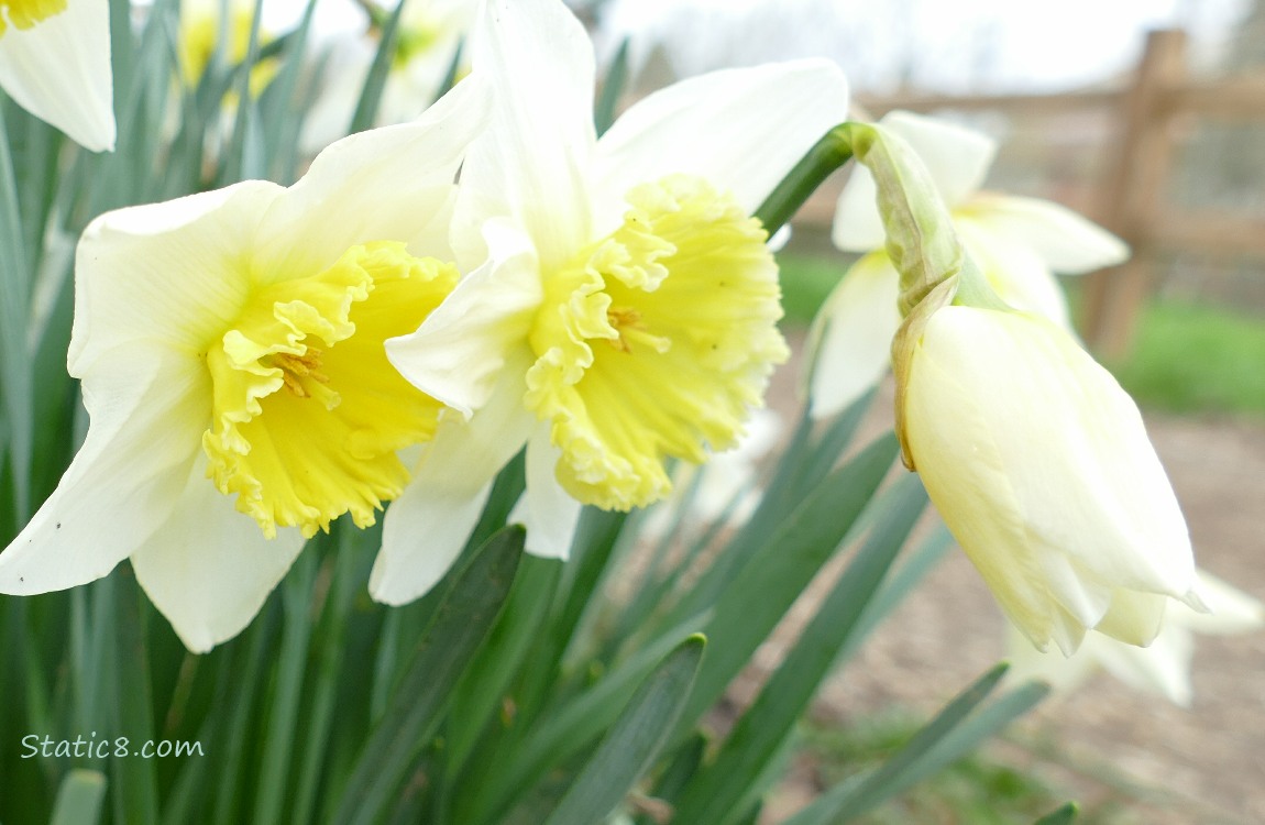 Daffodil blooms