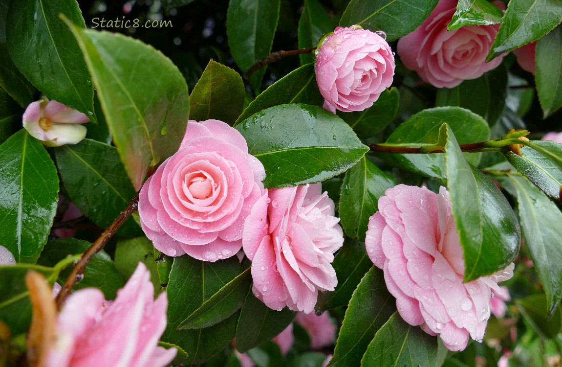 Pink Camellia blooms